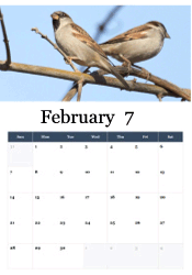 Two sparrows perched together on winter branch - love birds February calendar