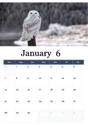 Snowy owl January calendar