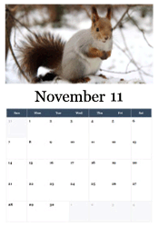 Adorable squirrel in first snow November calendar