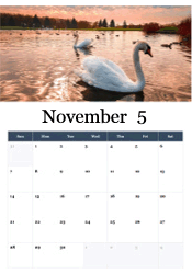 Elegant swans at sunset November calendar