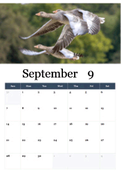 Geese migration autumn calendar